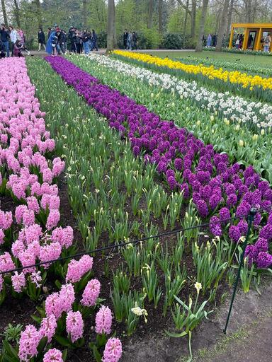 Virágkiállítás 2025